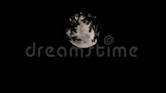 晚上部分隐藏在树枝后面的超级月亮视频的预览图