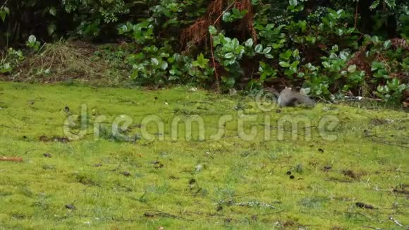 小灰松鼠雨天跑过绿草和湿叶视频的预览图