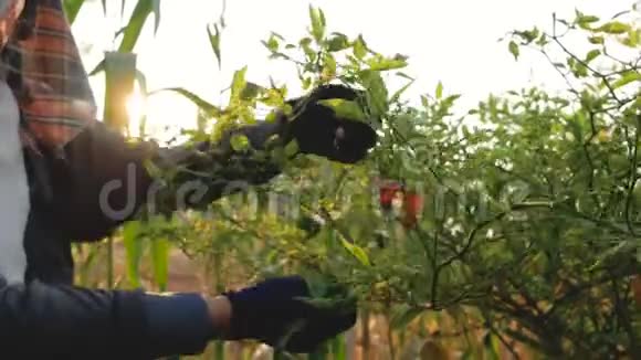 把农夫收集辣椒颗粒放在树枝上视频的预览图