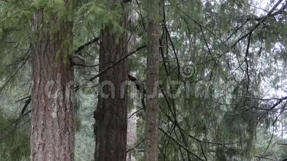 冬天小灰松鼠坐在树枝上视频的预览图