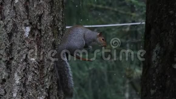 松鼠坐在树上躲雨躲在树干上视频的预览图