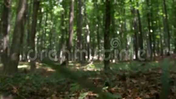在荒野中一个人在森林里行走害怕和恐惧视频的预览图