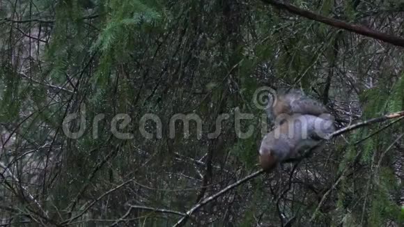 胖灰松鼠在冬天的树枝上寻找绿色的苔藓和食物视频的预览图