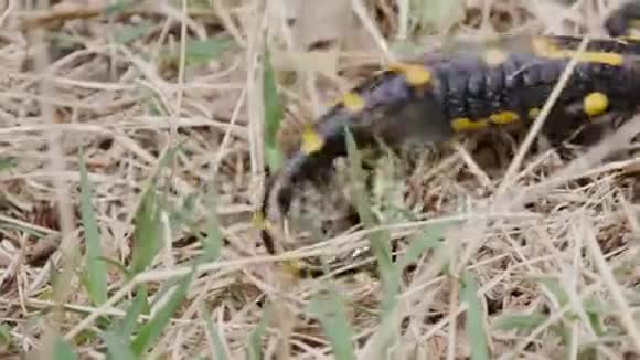 将自然界中的黑色爬行动物与黄斑两栖动物紧密相连视频的预览图