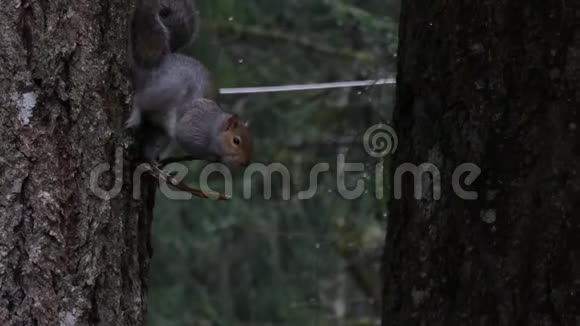 灰松鼠倒挂在雨中的小树枝上视频的预览图