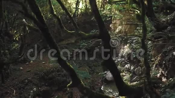 佐治亚州森林自然的迷人之美马尔维利峡谷潮湿的气候峡谷中的阴凉石头上的苔藓视频的预览图