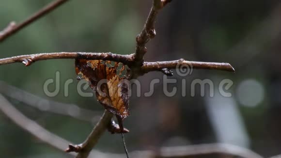 枯死的落叶紧贴在休眠的树枝上视频的预览图