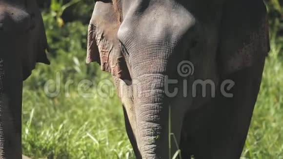 亚洲大象在丛林保护区的部分景观视频的预览图