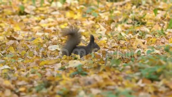 有趣的松鼠准备过冬奔跑嘴里衔着橡子跳跃打嗝把橡子藏在地上或泥土下面视频的预览图