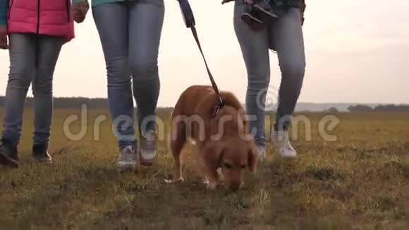 一家人和狗一起穿越田野特写镜头妈妈宝贝女儿和宠物狗游客的联合工作视频的预览图