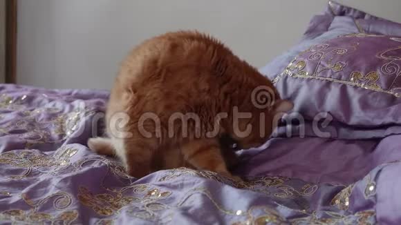 英国猫坐在紫罗兰色的封面上洗自己视频的预览图