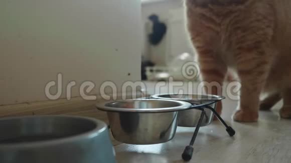 雄性手从猫手里拿金属碗然后把它和猫食放回去视频的预览图