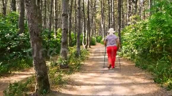 夏季运动北欧步行成熟的女人在阳光明媚的森林里徒步旅行户外活动的人视频的预览图