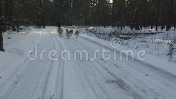 西伯利亚哈士奇在狗队在森林里奔跑与西伯利亚哈士奇狗队一起乘坐雪橇视频的预览图