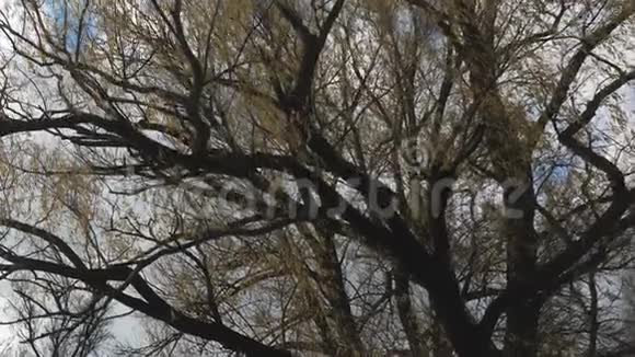 柳树在秋天蓝天的映衬下树叶飞舞穿过秋天的森林从视频的预览图