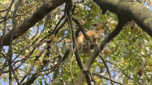 松鼠爬行爬在树枝上寻找寻找坚果橡子在秋天的森林里松鼠嗅嗅视频的预览图