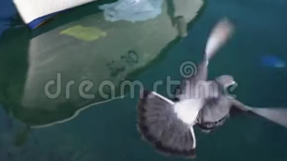 鸽子飞过水面漂浮在水中的垃圾污染视频的预览图