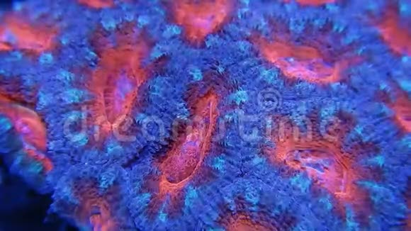 蓝色和粉红色的小墨索珊瑚视频的预览图