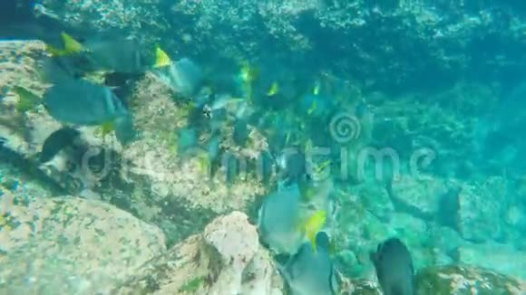 加拉帕戈斯群岛伊斯拉埃斯帕诺拉的黄尾鱼视频的预览图