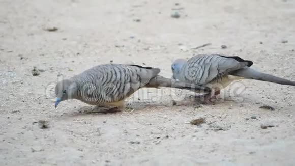 两只鸽子看着吃食物视频的预览图