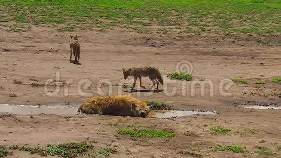 斑点鬣狗和金豺视频的预览图