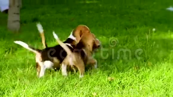 夏天公园里快乐的小猎犬慢动作视频的预览图