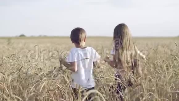 男孩和女孩穿过麦田视频的预览图