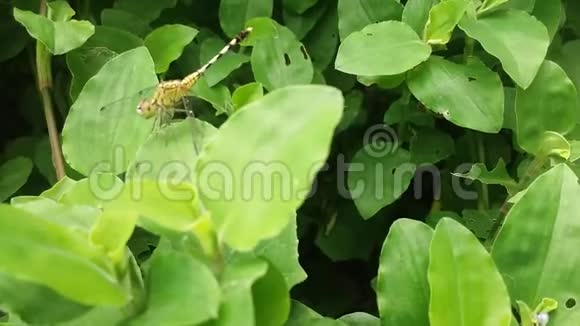植物上的蜻蜓或翼手目的肖像视频的预览图