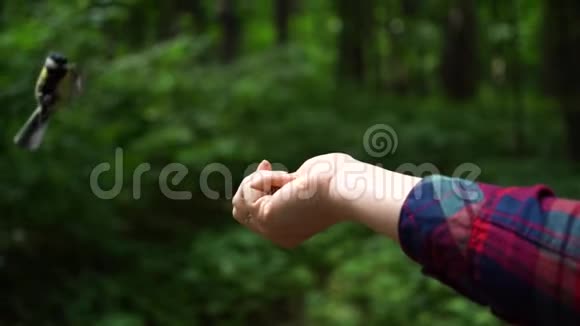 森林里的小鸟飞在女人的手上吃坚果视频的预览图