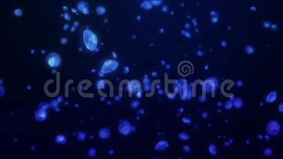 水母群的生活背景视频的预览图