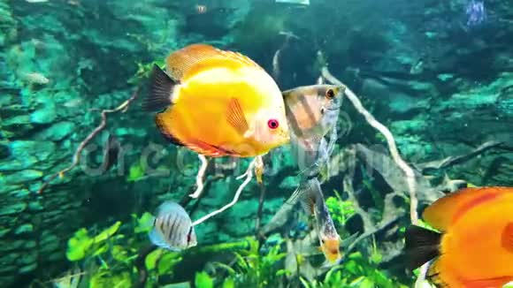 以海藻为背景的水族箱中五颜六色的异国鱼类的水下生活视频的预览图