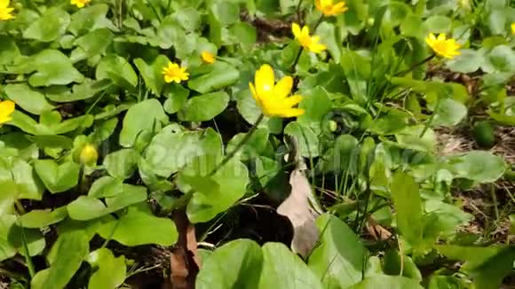初春阳光明媚的一天蜜蜂用黄色的花朵在草地上授粉的特写镜头视频的预览图