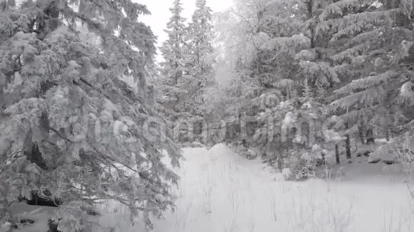 在冬天看到一片覆盖着雪的冰冻森林视频的预览图