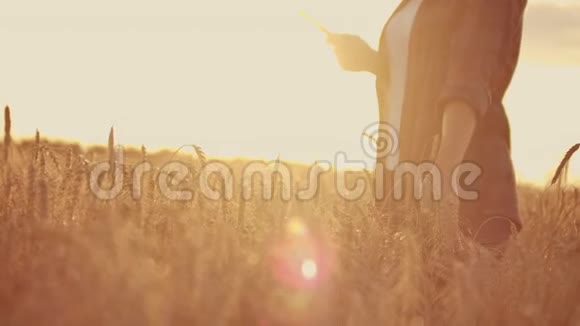 日落背景下麦田里的年轻女农民一个女孩摘下麦穗然后用药片农夫是视频的预览图