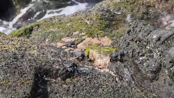 岩石上的螃蟹视频的预览图