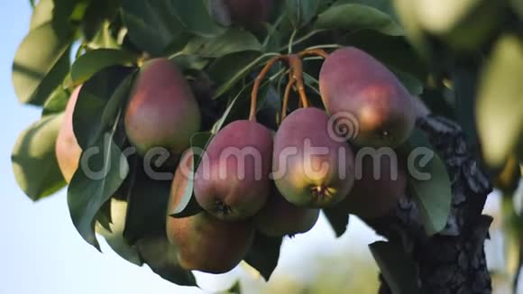 许多绿红色的水果梨在树枝上好的一年梨果葡萄挂在梨树上视频的预览图