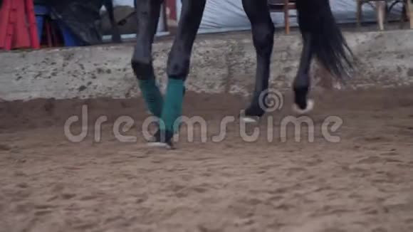 马匹训练特写蹄马的腿沿着沙子跑这匹马前腿系着一种特殊的视频的预览图