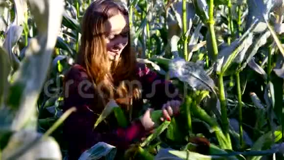 一个女人头发流散从田里的玉米芯上流下眼泪视频的预览图