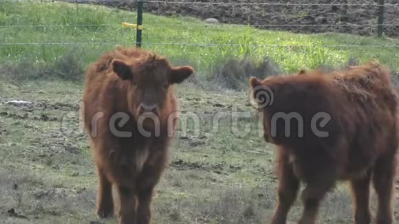 年轻的高地母牛站在田野里视频的预览图