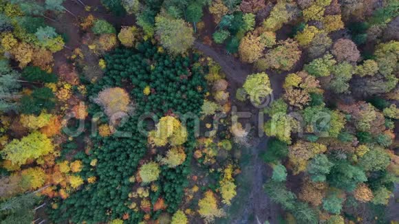 鸟瞰秋林绿黄相间落叶和针叶林混交上面的秋天森林视频的预览图