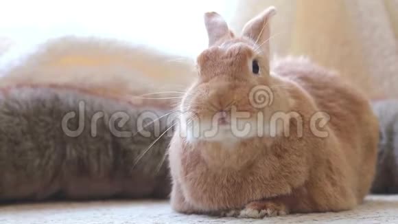 鲁弗斯兔移动嘴看起来有趣和可爱的复古环境柔和的自然色调视频的预览图