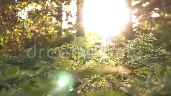 用蕨类植物和神奇的颗粒自然和绿色植物照亮野生森林视频的预览图