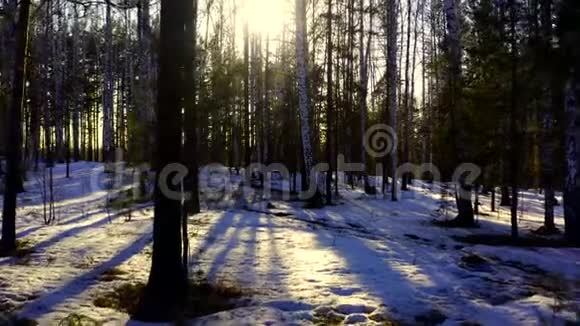通过冬林中的树木鸟瞰太阳视频的预览图