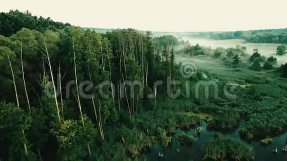 清晨雾蒙蒙的森林靠近池塘视频的预览图