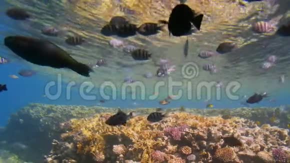 许多不同大小的五颜六色的热带鱼在镜头附近游泳在水面的背景下视频的预览图