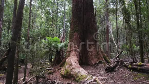 塔斯马尼亚州一棵巨大的沼泽树胶树基视频的预览图