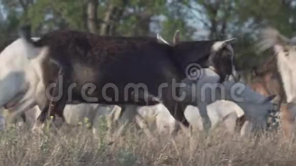 牧场上的山羊野生动物和生态视频的预览图