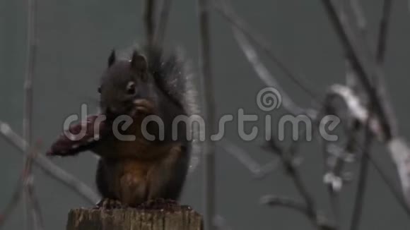 雨滴在松鼠吃东西的尾巴上视频的预览图