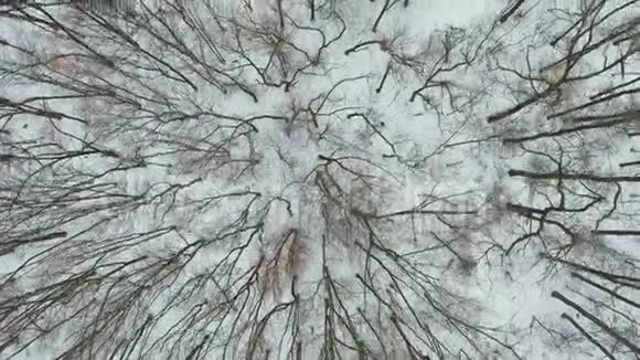 冬日寒冷的森林里孤独运动员慢跑的空中镜头视频的预览图
