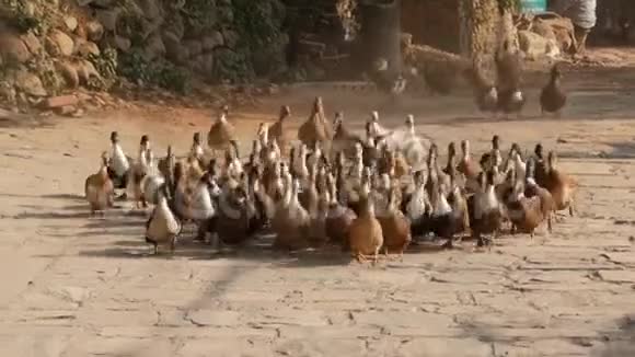 一大群驯养的鸭子在阳光下穿过石场视频的预览图